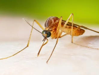 La Epidemia de Viruela del Nilo Occidental se Desata en Estados Unidos: Alerta Sanitaria Global ante Subida Alarmante de Casos.