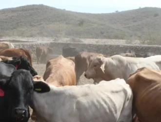 Nuevo brote de plagas en el ganado neoleonés: la lucha contra los gusanos barrenadores sigue sin tregua