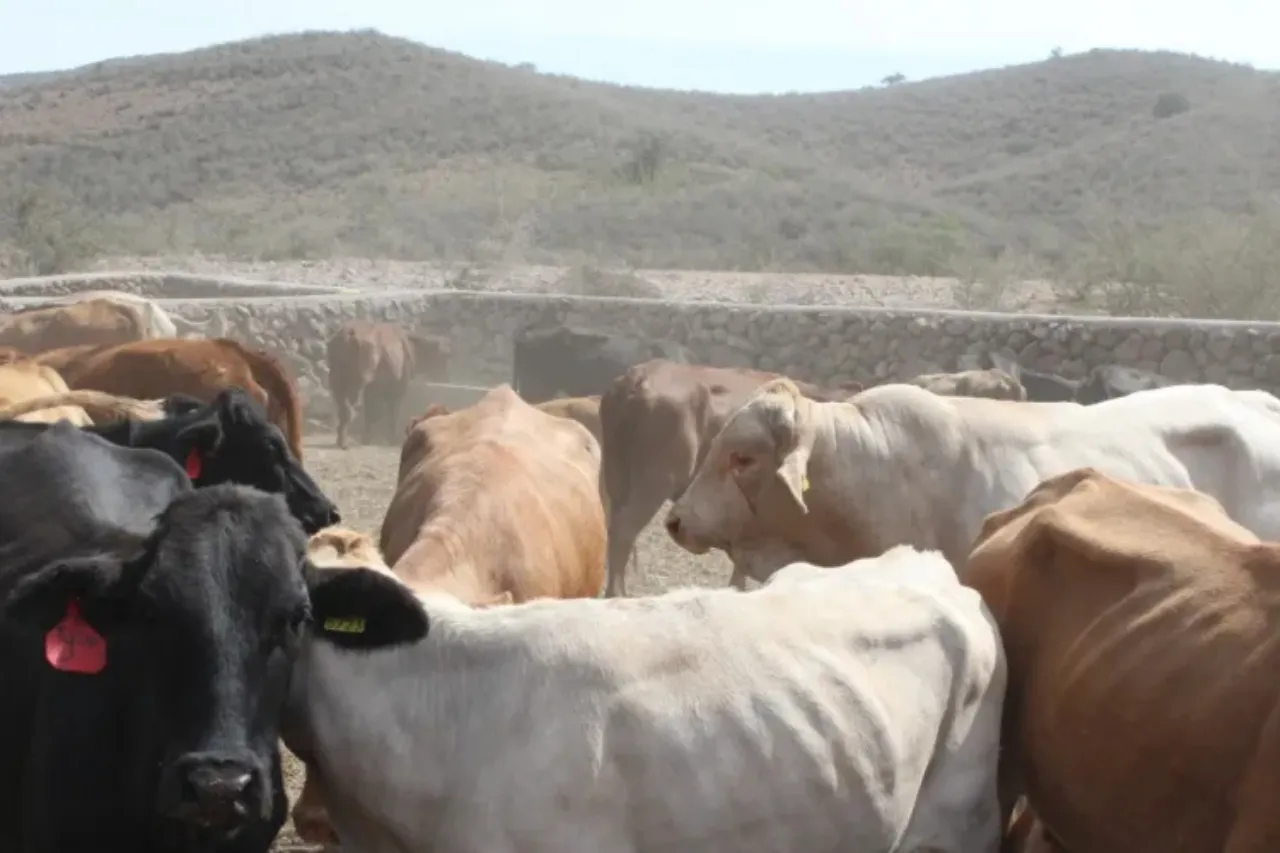 Nuevo brote de plagas en el ganado neoleonés: la lucha contra los gusanos barrenadores sigue sin tregua